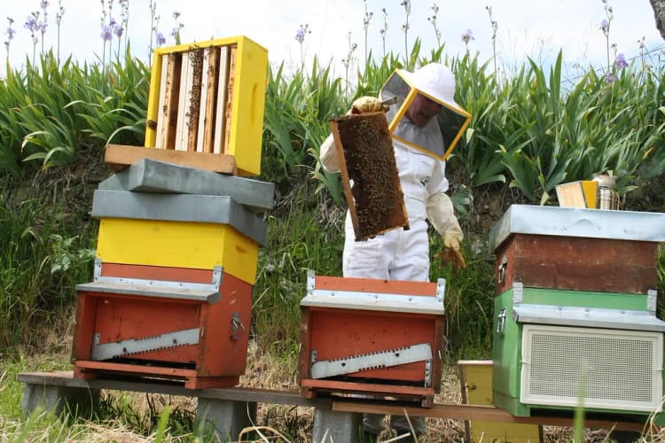 Beekeper harvesting honey